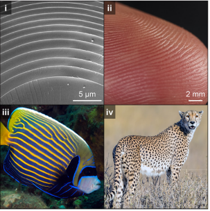 Nature |高分子仿生聚合制造——由失稳态引发的图案化